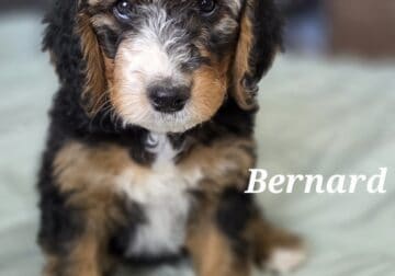 Standard Bernedoodle puppies