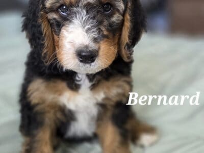 Standard Bernedoodle puppies
