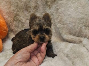 CKC Yorkie puppies available