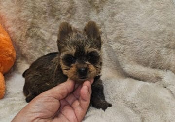 CKC Yorkie puppies available
