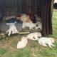 Male pyrenees puppies