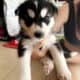 Husky babies
