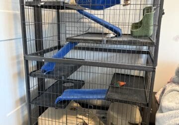Male chinchilla