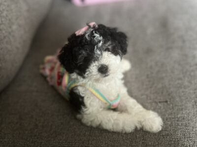 Female Maltipoo
