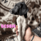 German Shorthaired Pointer x Golden Doodle Puppies