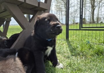 “Blue” the Great Pyrenees and chocolate Lab mix