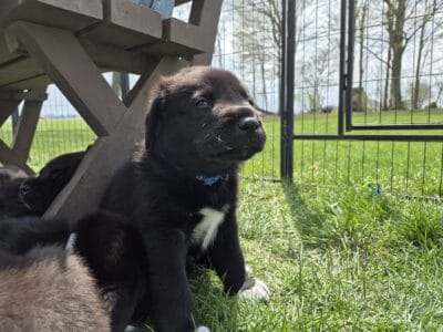 Great Pyrenees and chocolate Lab mix