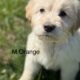 Great Pyrenees/Golden retriever puppies