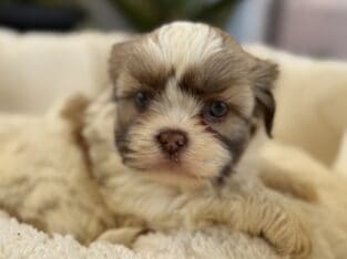 Shihtzus puppies