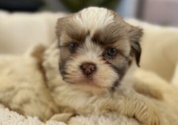 Shihtzus puppies