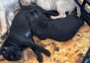 Healthy Loving Purebred Pug Puppies!