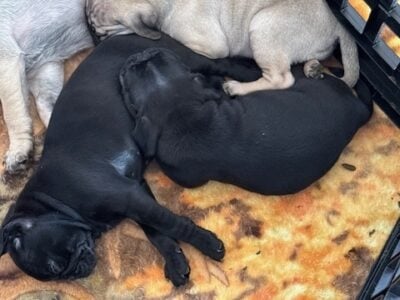 Healthy Loving Purebred Pug Puppies!