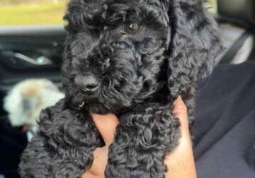 Sheepadoodle pup
