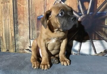 Dogue de Bordeaux French Mastiff black mask male