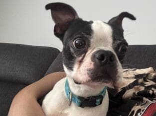 Boston Terrier 2 yrs old