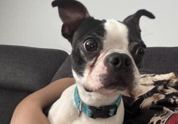 Boston Terrier 2 yrs old