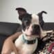 Boston Terrier 2 yrs old