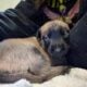 Sweet Malinois puppies