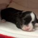 Havanese Puppies