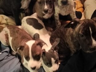 7 adorable puppies