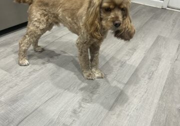 Purebred American Cocker Spaniel