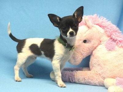 Jodie, Chihuahua Boy,AKC