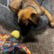 Belgium Malinois 1year