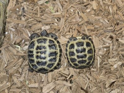Baby Russian Tortoise – 2 available