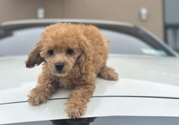 AKC Toy Poodle Puppies