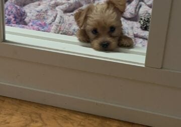 CKC Golden yorkie- Ready for his forever home 🩵