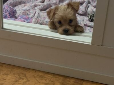 CKC Golden yorkie- Ready for his forever home 🩵