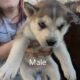 Husky/German Shepherd Puppies