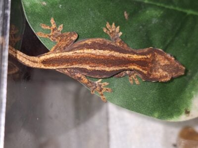 Gargoyle gecko red stripes