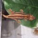 Gargoyle gecko red stripes