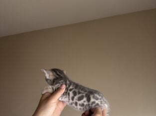 Bengal babies kittens