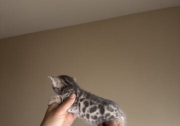 Bengal babies kittens