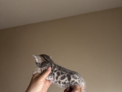 Bengal babies kittens