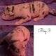 American Bully Puppies for sale