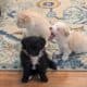 5 Miniature Aussiedoodle puppies