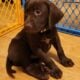 Gsp/chocolate lab puppies