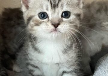 British Shorthair and Scottish Fold Kittens