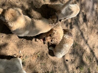 AKC Golden Retriever Puppies
