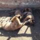 Malinoi puppies