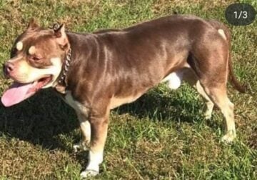 Dog for Sale