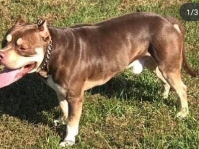Dog for Sale