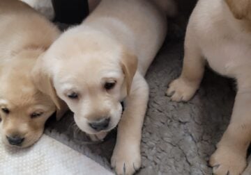 Labrador retriever