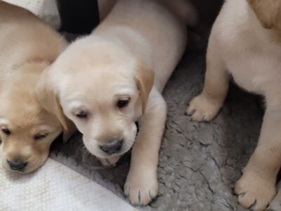 Labrador retriever
