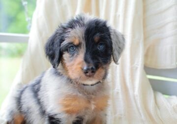 Swiss Mountain Dog Puppies