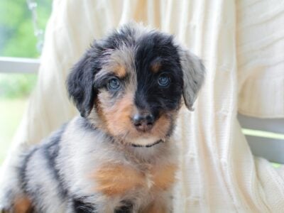 Swiss Mountain Dog Puppies