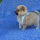 TeaCup and Toy Pomeranian puppies